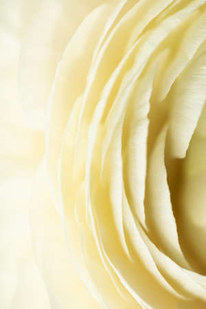 Flower bud. Closeup of a flower bud. Natural background. Background for vegetable design. Natural...