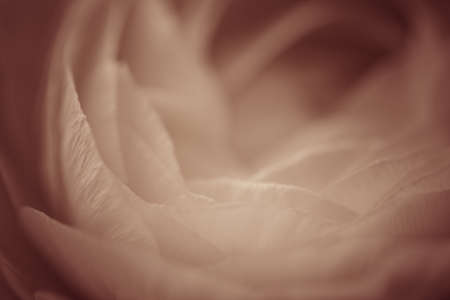 Flower bud. Closeup of a flower bud. Natural background. Background for vegetable design. Natural plant abstraction.の写真素材