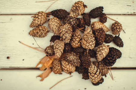Group of cones on a white wooden background. Forest cones on the wooden background. Top viewの写真素材