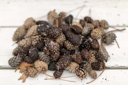 Group of cones on a white wooden background. Forest cones on the wooden background. Top view
