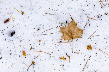 Conifer needles, twigs and autumn leaves in the snow. Spring melted snow in the forest. Spring background. Spring abstraction.の写真素材