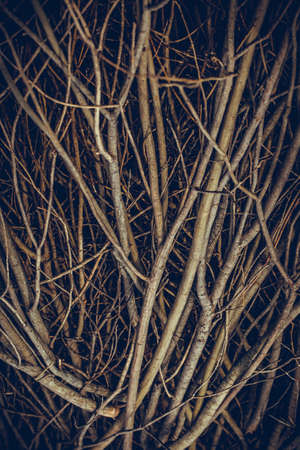 A lot of cut branches. A bunch of flexible branches. The branches of hazel and willow. Pattern and...