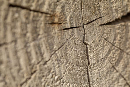 Closeup of a log. The texture of a wooden log. The texture of lumber. Cracks in the tree. Wood slice textureの写真素材