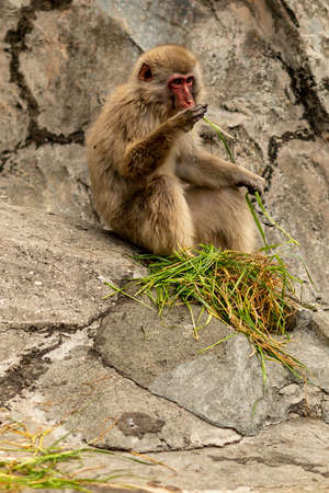 Monkeys on the rock. Gray-beige monkeys climb the rock. Monkeys in the zoo as in the wildの写真素材