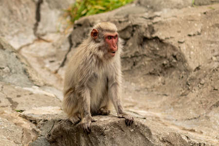Monkeys on the rock. Gray-beige monkeys climb the rock. Monkeys in the zoo as in the wild