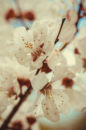 Blooming cherry. Beautifully blossoming cherry branch. Closeup of cherry blossoms. Cherry blossom branch in spring season.の写真素材