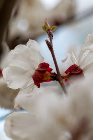 Blooming cherry. Beautifully blossoming cherry branch. Closeup of cherry blossoms. Cherry blossom branch in spring season.の写真素材