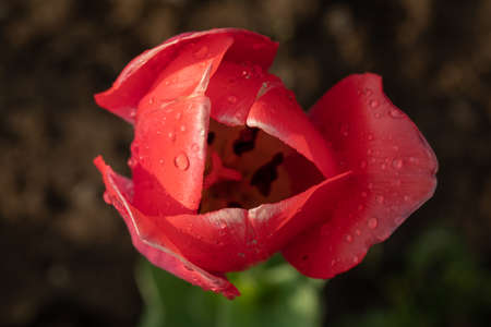 Close up of beautiful tulip flower. Bud of tulip with fresh green leaves in soft lights. Blooming...