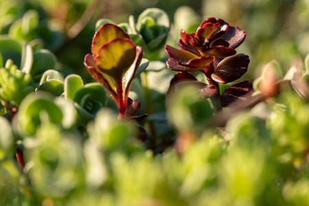 Meadow flowers. Picturesque little flowers on a green meadow. Inspirational flowers with blurred background. Meadow flowers at the golden hour. Floristic background. Wildflowers Closeup.の写真素材