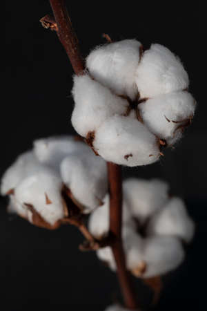 Cotton flowers on a dark background. Closeup of a cotton flower. Branch and flower of a cotton plant.の写真素材