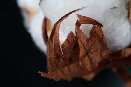 Cotton flowers on a dark background. Closeup of a cotton flower. Branch and flower of a cotton...