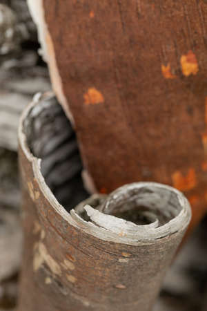 Beresta. The top layer of bark, torn from a birch. Symbol of Russia. Birch bark texture. Russian...