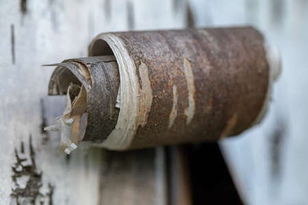 Beresta. The top layer of bark, torn from a birch. Symbol of Russia. Birch bark texture. Russian nature.の写真素材