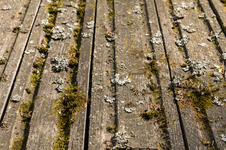 Boards covered with moss. Picturesque old wooden surface. Texture of old boards. Wooden roof Old wooden wall. Wooden background. Mossy boardsの写真素材