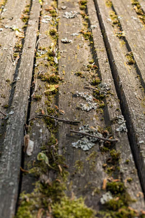 Boards covered with moss. Picturesque old wooden surface. Texture of old boards. Wooden roof Old wooden wall. Wooden background. Mossy boardsの写真素材