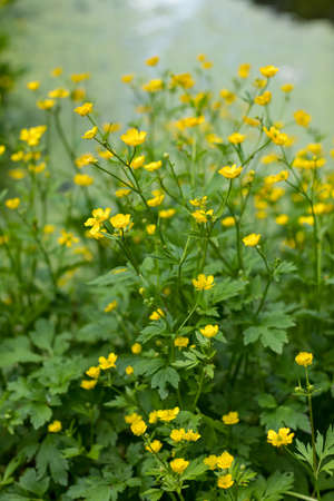 Plants on the shore of the pond. Summer landscape. Flowers near the pond in the forest. Nature of...