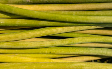 Green plant stalks. Stems of decorative onions. Lots of onion stalks. Natural texture. Floral...