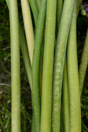 Green plant stalks. Stems of decorative onions. Lots of onion stalks. Natural texture. Floral...