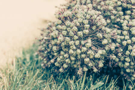 Alliums. Spherical flowering onions. Blooming garden plant. Ornamental Garden Plants