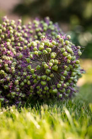 Alliums. Spherical flowering onions. Blooming garden plant. Ornamental Garden Plants