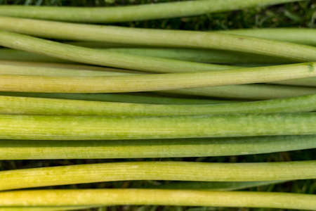 Green plant stalks. Stems of decorative onions. Lots of onion stalks. Natural texture. Floral background. Green flower stems.の写真素材