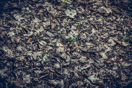 Fallen leaves in spring. Texture of dry leaves. Natural texture of fallen leaves.の写真素材