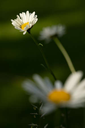 Beautiful daisies in the garden. Chamomiles on a blurred natural green background. Chamomile in the field.の写真素材
