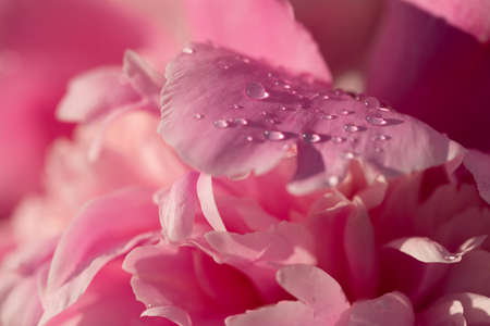 Beautiful blooming pink peony with raindrops. Peony petals with water drops.の写真素材
