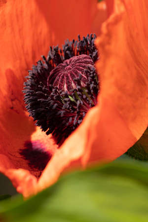 Bright red poppy. Blooming poppy. Poppy bud.の写真素材