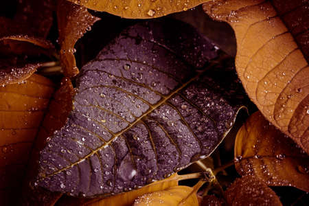 Poinsettia. An exotic plant with colorful leaves.