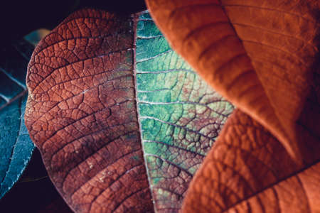 Poinsettia. An exotic plant with colorful leaves.の写真素材