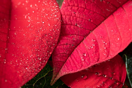 Poinsettia. An exotic plant with bright red leaves. Christmas star. Beautiful plants with raindrops on the leaves.の写真素材