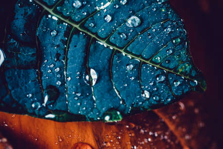 Poinsettia. An exotic plant with colorful leaves.の写真素材