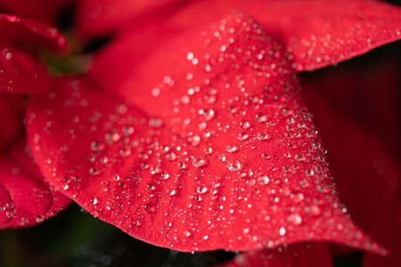 Poinsettia. An exotic plant with bright red leaves. Christmas star. Beautiful plants with raindrops...