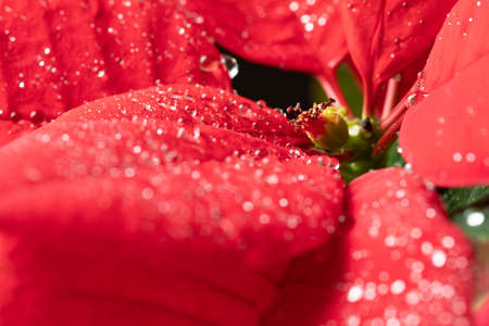 Poinsettia. An exotic plant with bright red leaves. Christmas star. Beautiful plants with raindrops on the leaves.の写真素材