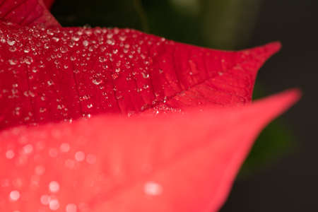 Poinsettia. An exotic plant with bright red leaves. Christmas star. Beautiful plants with raindrops on the leaves.の写真素材