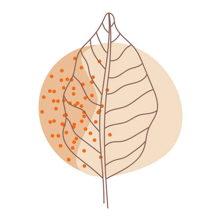 Trendy floral vector illustration. Beautiful neutral leaf with modern geometric shapes isolated on white background.のイラスト素材