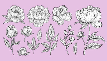 Black and white floral art on pastel purple background. Beautiful peonies flowers and leaves set for invitations and cards design. Vector botanical clipart.のイラスト素材
