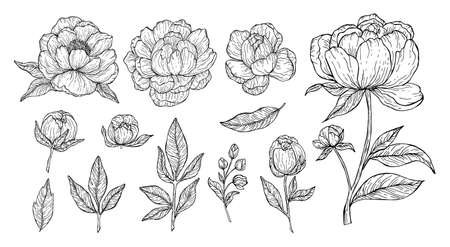 Black outline floral art on white background. Beautyful peonies flowers and leaves set for invitations and cards design. Vector botanical clipart.のイラスト素材