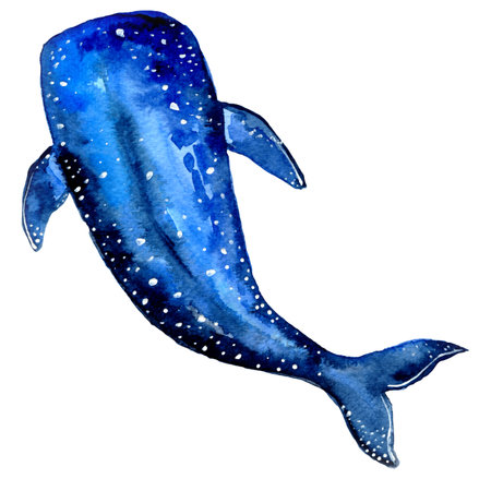 Watercolor navy blue whale illustration isolated on white background. Cute nautical hand painting art.の写真素材