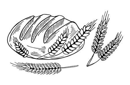 Hand drawing bread and spikelets. Black outline food illustration. Bakery line art drawing.のイラスト素材