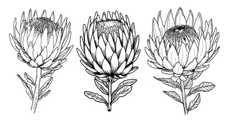 Protea flower with leaves line art. Modern tropical floral illustration. Black outline vector botanical set.のイラスト素材