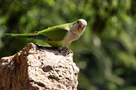 Green bird perched on a wallの写真素材