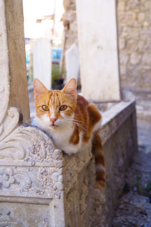 Beautiful white ginger red cat sitting on stone monument looking into the camera, front viewの写真素材