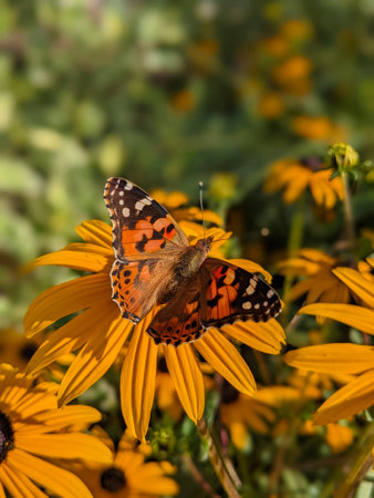 Vanessa cardui butterfly on yellow rudbeckia flowers. Close upの写真素材