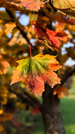 Multi color autumn fall maple leaf on a tree. Vertical background. Autumn nature concept.