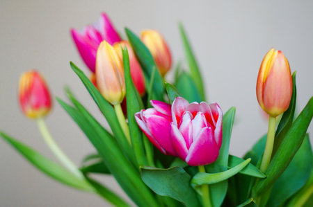 Multicolored tulips on grey background. Front view. Horizontal. Spring and saint Valentine presentsの写真素材