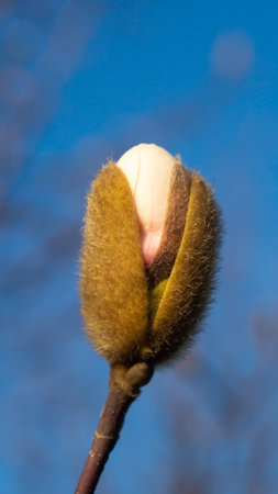Magnolia bug ready to bloom against blue sky. Close up. Vertical. Early spring flowers.の写真素材