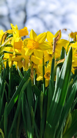 Young fresh yellow daffodils bloom in early March, springtime nature revival and rebirth.