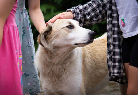 Kids hands tenderly stroking white dog. Home and stray homeless animals concept. Adopting animalsの写真素材